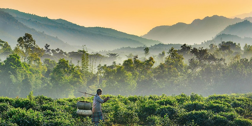 The scenic view of Jaflong with a man carrying a yoke amidst the green plantations.