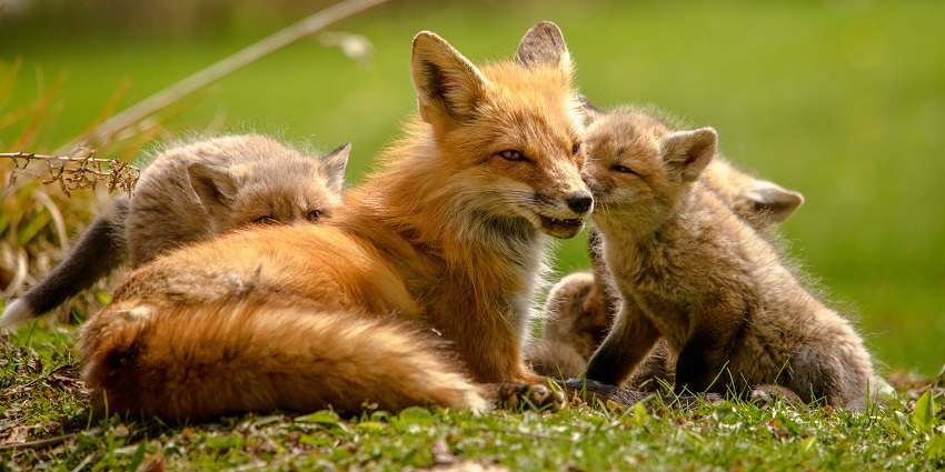 A group of foxes spotted in the natural habitat of Jasrota Wildlife Sanctuary.