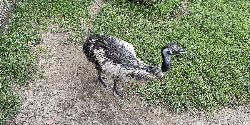 An image of an emu at Zoo Johor, showcasing the bird in its enclosure Zoos in Malaysia