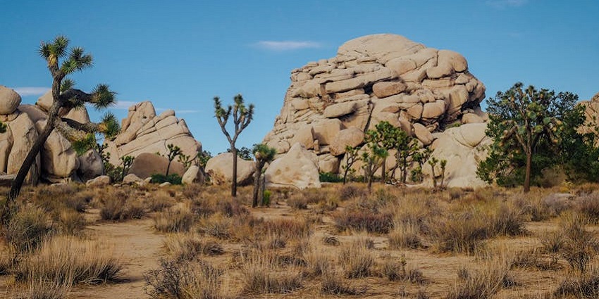 A surreal desert park with giant rock formations and iconic Joshua Trees under starry skies.