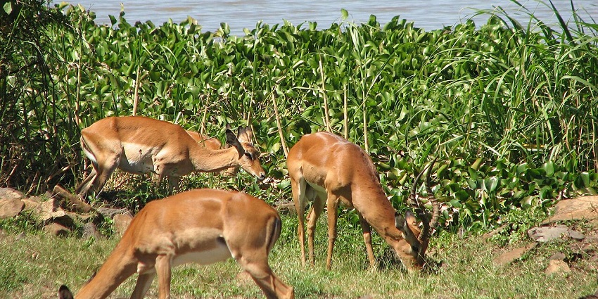 An image of Kisumu Impala Sanctuary, a beautiful Zoo in Kenya on Lake Victoria