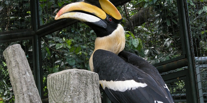 Image of a magestic big hornbill bord in Birds in Kuala Lumpur Bird Park, Malaysia