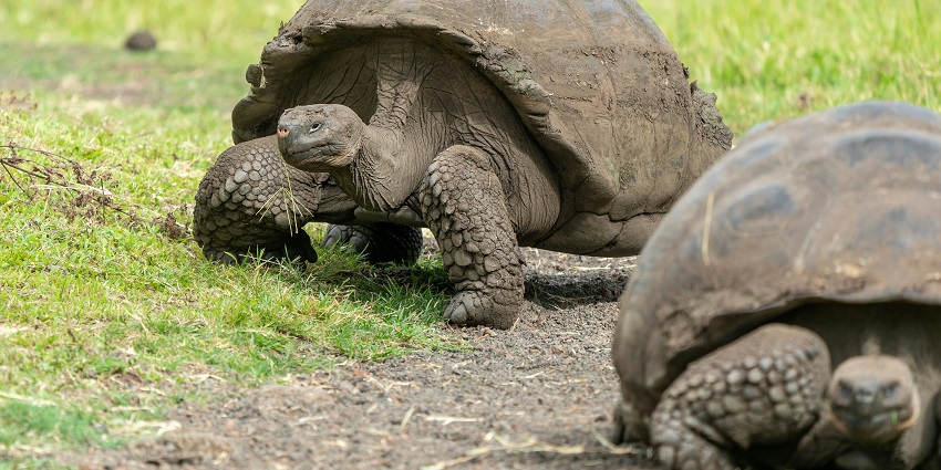 Giant tortoises basking in La Vanille Nature Park, one of the top zoos in Mauritius