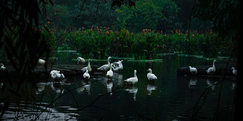 Lachipora Wildlife Sanctuary in Kashmir, home to diverse migrating bird species.