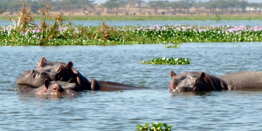 A freshwater lake famous for hippos, birdwatc,hing, and boat rides surrounded by scenic views.