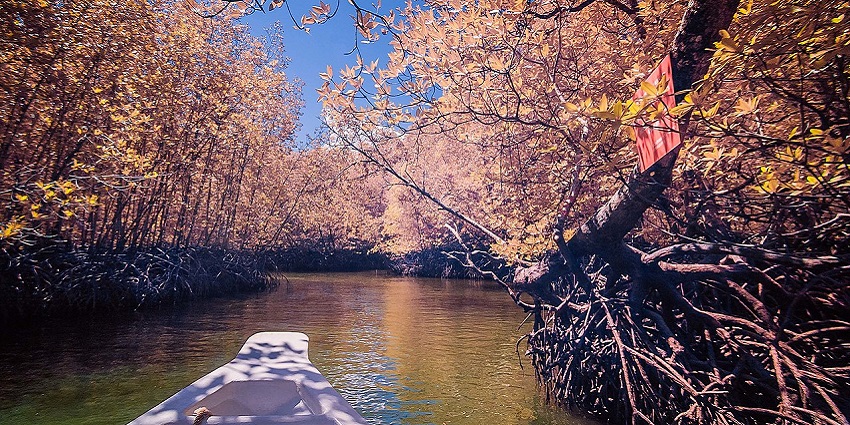 An image of the scenic Langkawi Mangrove Forest, showcasing lush greenery and natural beauty
