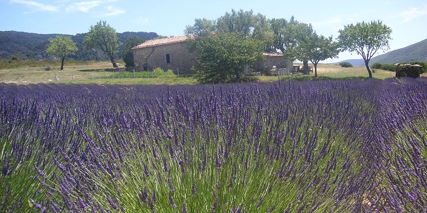 Blooming lavender fields offer scenic walks, which are among the things to see in apt france.