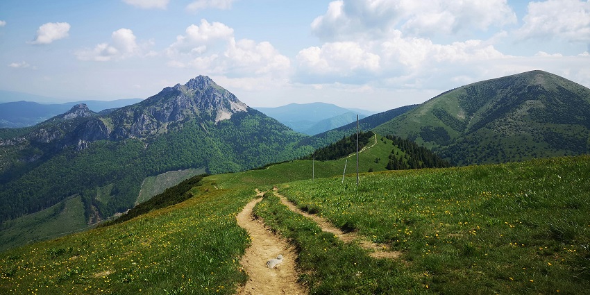 Winding footpath through green alpine grassland leading towards mountain ridges