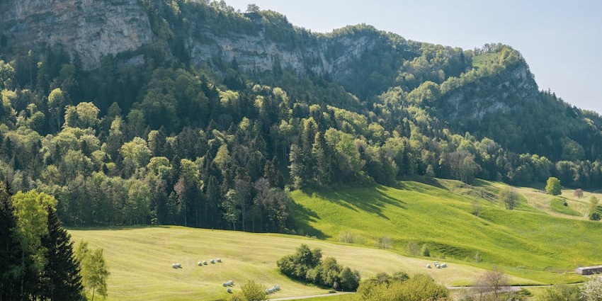 An image of a place resembling the Limarí Valley, the best valley in Chile for spring bloom.