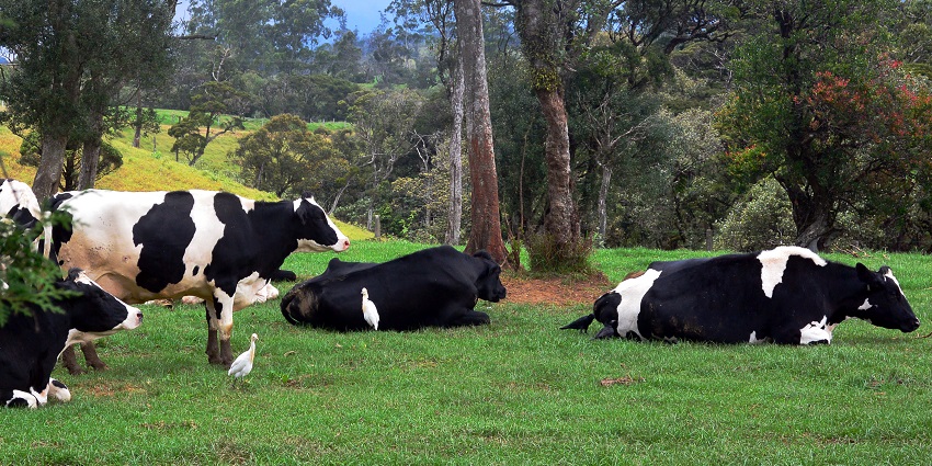 View of Ambewela farm, also known as “Little New Zealand”, is located in Nuwara Eliya.