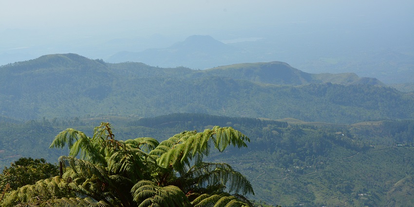 Lush green hills and tea estates surrounding a highland viewpoint in Sri Lanka.