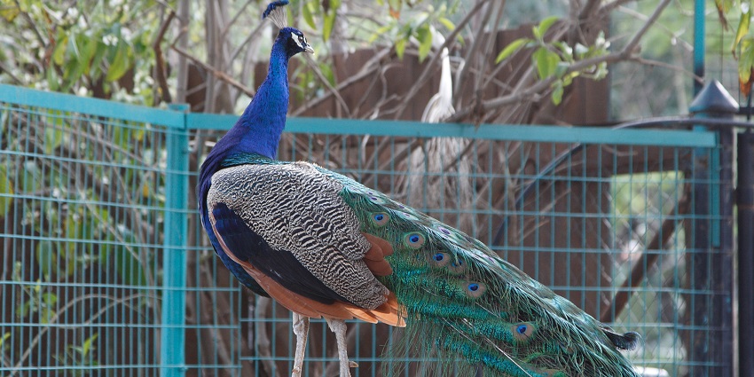 An image of Limassol Zoo in Cyprus, showcasing its lush greenery and animal exhibits.