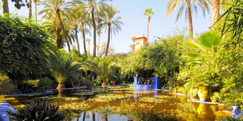 Wander through the lush Majorelle Garden, a peaceful oasis filled with exotic plants, vibrant colors, and art, among the best things to do in Marrakech.