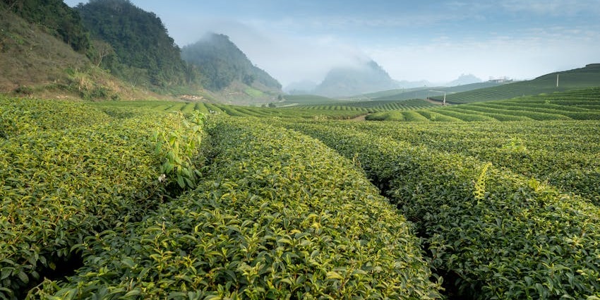 Makaibari Tea Estate is one of the oldest and most famous tea estates.