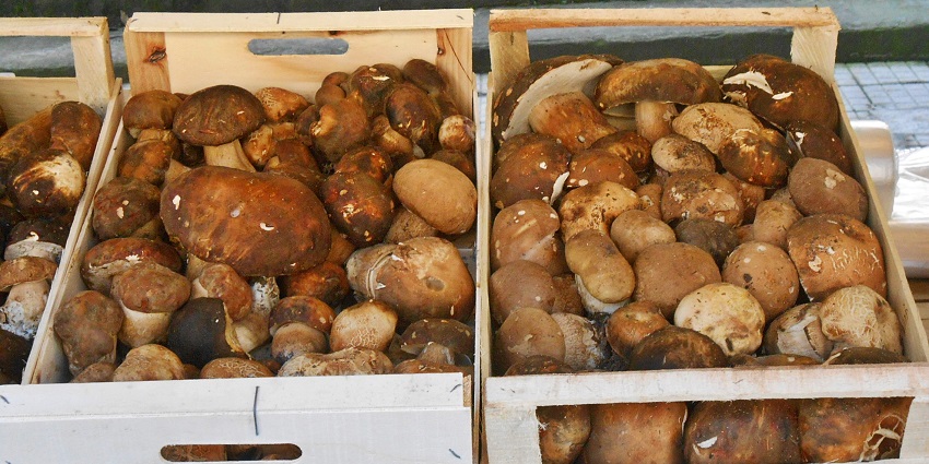 A tray full of Bhutan’s famous Matsutake mushrooms with white stalks and brown caps.