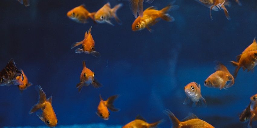 Colorful marine life in tanks at the Mauritius Aquarium, a zoo in Mauritius.
