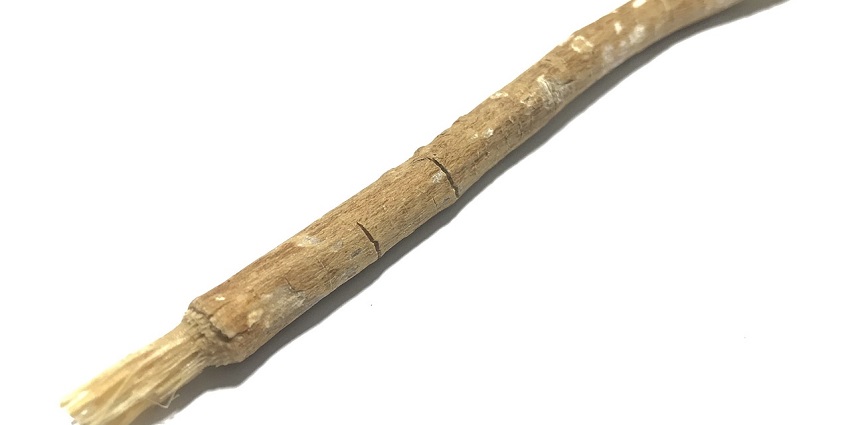 An image showing a view of a Miswak stick made from the Salvadora persica tree.