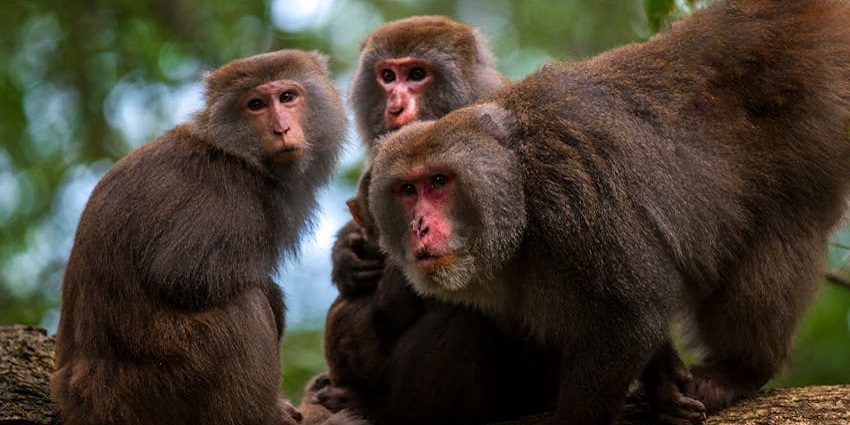A tranquil green space in Durban featuring a small zoo, gardens, and family picnic areas.