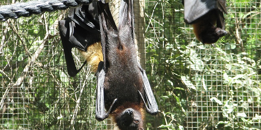 An image of Lyle's Flying Fox enjoying freely at the zoo in Cambodia