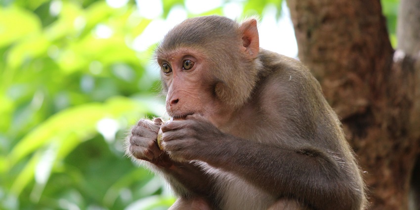 A monkey at the Monkey Hill Viewpoint, one of the top places to visit in Phuket in June.