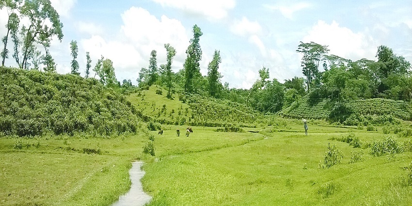 A spectacular tea garden at Moulvibazar beneath a clear blue sky on a sunny morning.