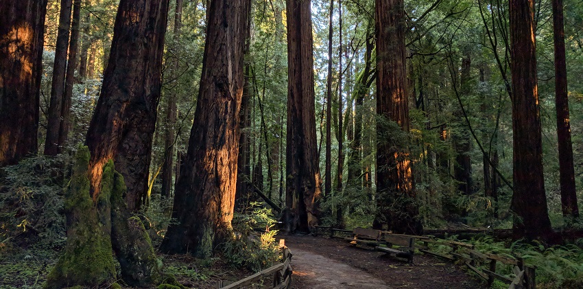 A tranquil forest of towering redwoods, among the best places to visit near San Francisco.