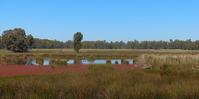 Wetland landscape with patches of water, red algae, tall grasses, and trees under a clear sky.
