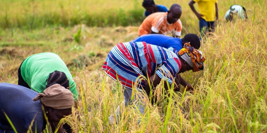 A fun agricultural and food-themed event celebrating corn and culinary creativity.