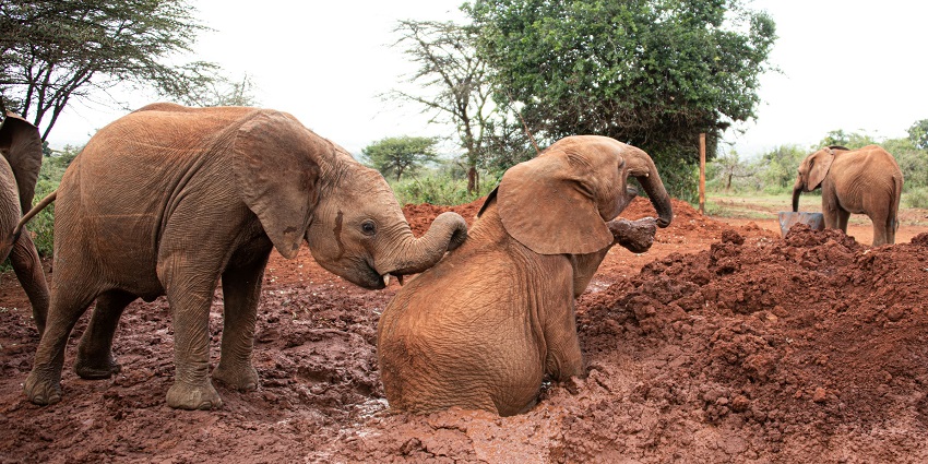 A picture of Nairobi Animal Orphanage, a top-rated Zoo in Kenya for rescued wildlife
