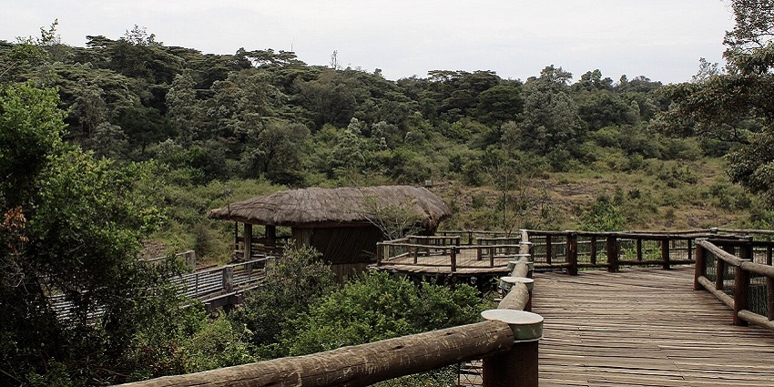 An image of Nairobi Safari Walk, a Zoo in Kenya showcasing native ecosystems