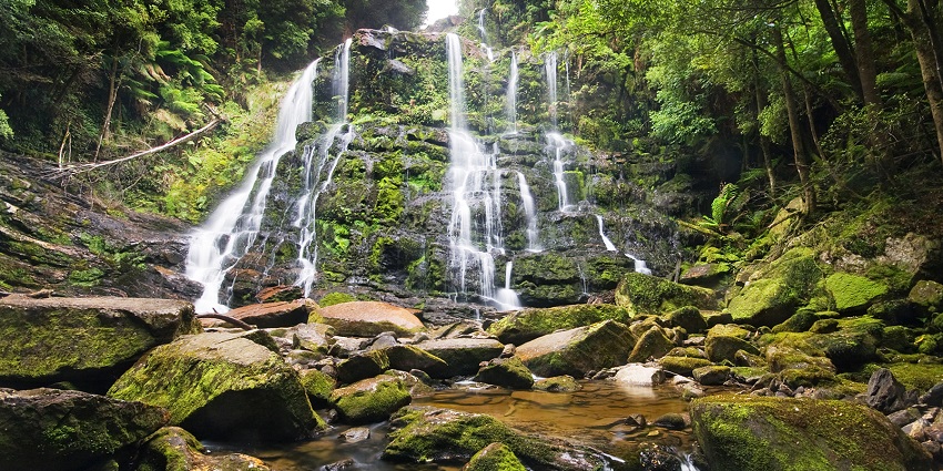 Streams of water flowing over a step-like rock formation, surrounded by trees and ferns.