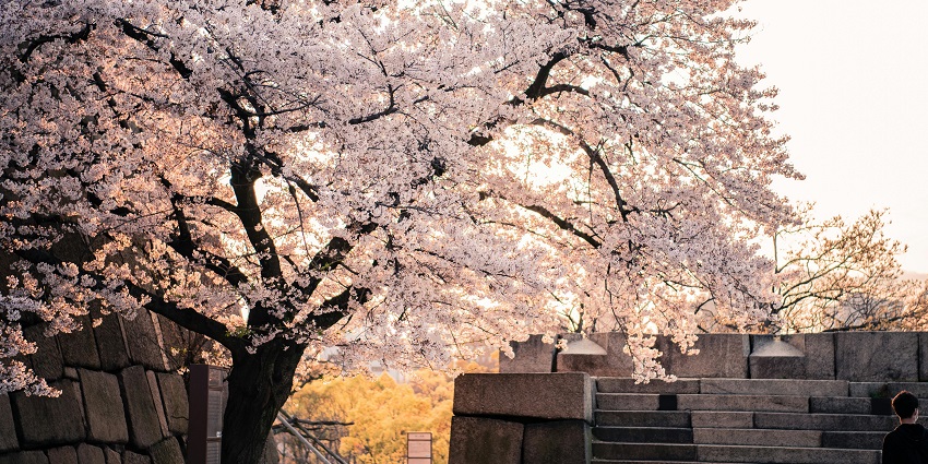 A picture of a white cherry blossom tree near a building, capturing the essence of seasonal beauty.