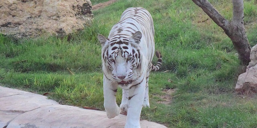 An image of a white tiger at Al Ain Zoo, one of the best things to see in Al Ain at night.