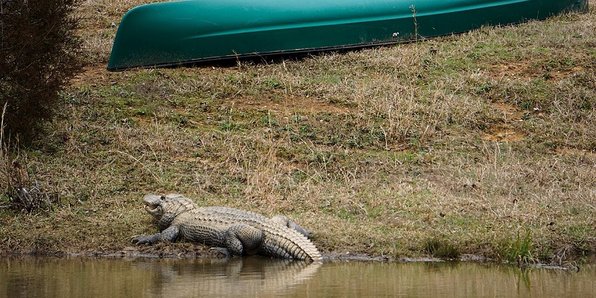 An image of an alligator resting at Noah’s Ark Sanctuary.