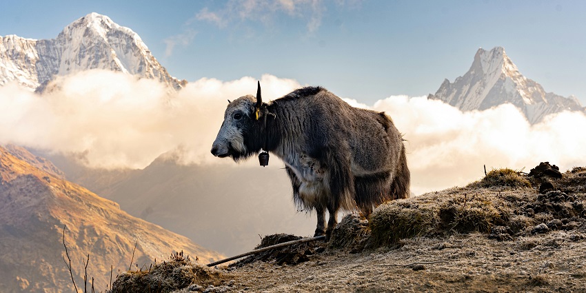 A yak standing on a mountain, there are snowy peaks and clouds in the background.