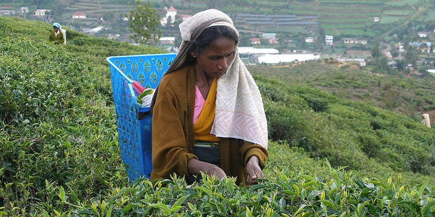 A woman with a basket collects tea leaves in one of the tea plantations in Nuwara Eliya.