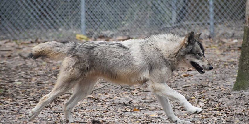 An image of a wild dog running at Oatland Island Wildlife Centre in Savannah.