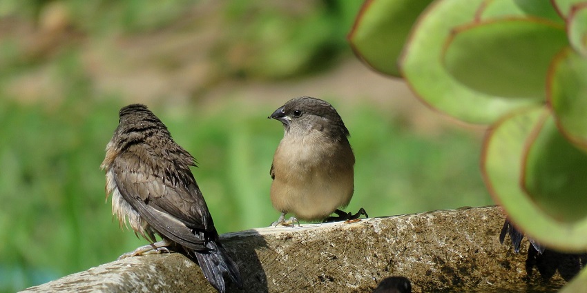 An image resembling the birdlife, a sight to see among the best things to do in Bakau.