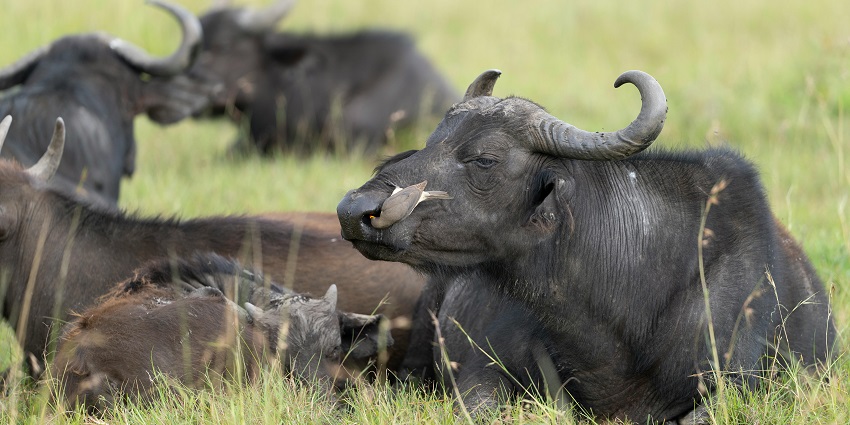 A forested mountain park ideal for hiking and spotting buffalo and colobus monkeys, among the best places to visit near Nairobi.