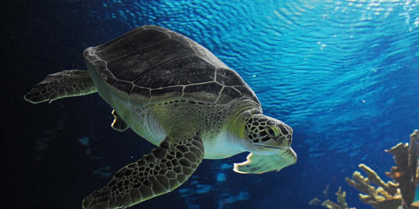 a turtle swimming at Omaha's Henry Doorly Zoo, a popular zoo in the United States.