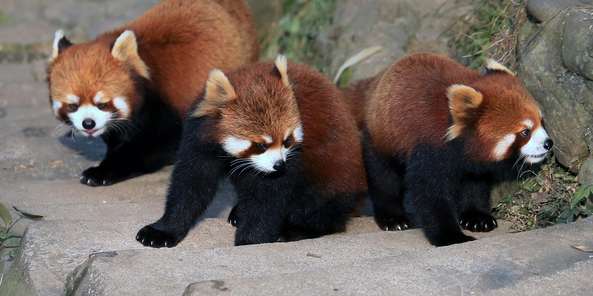 View on exotic animals in the famous zoo in Cyprus