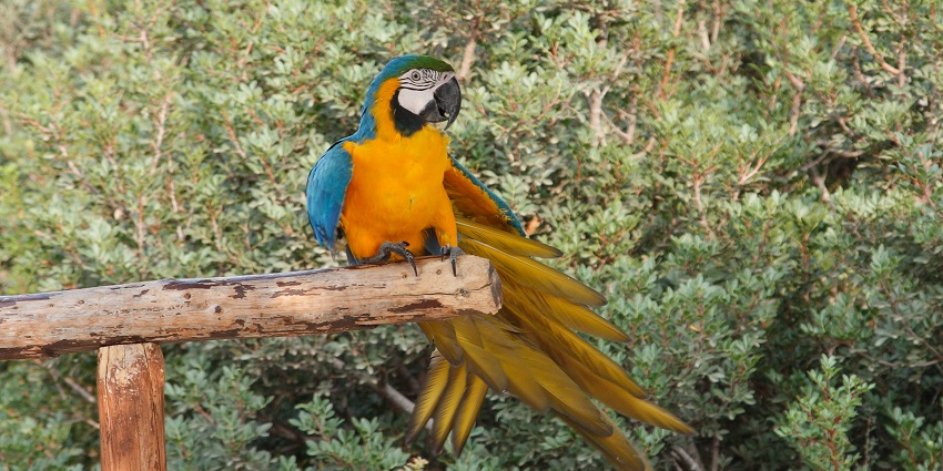 An image of exotic birds at Pafos Zoo, a zoo in Cyprus in a lush green setting.