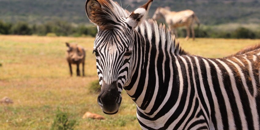 A cultural and wildlife park where visitors can see crocodiles, snakes, and Zebras.