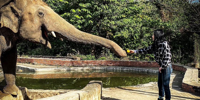 An image of a tourist enjoying and playing with elephants at a zoo in Cambodia.