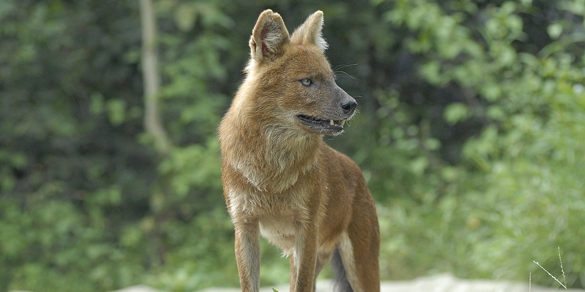 A group of Dhole peacefully passes through the enclosures at Phnom Tamao Wildlife Rescue Centre.