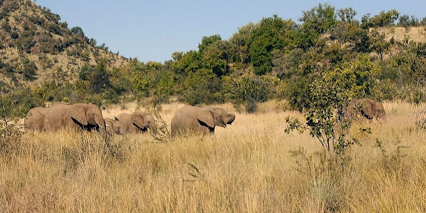 Pilanesberg Game Reserve, Johannesburg, where visitors can spot the Big Five on guided safaris.