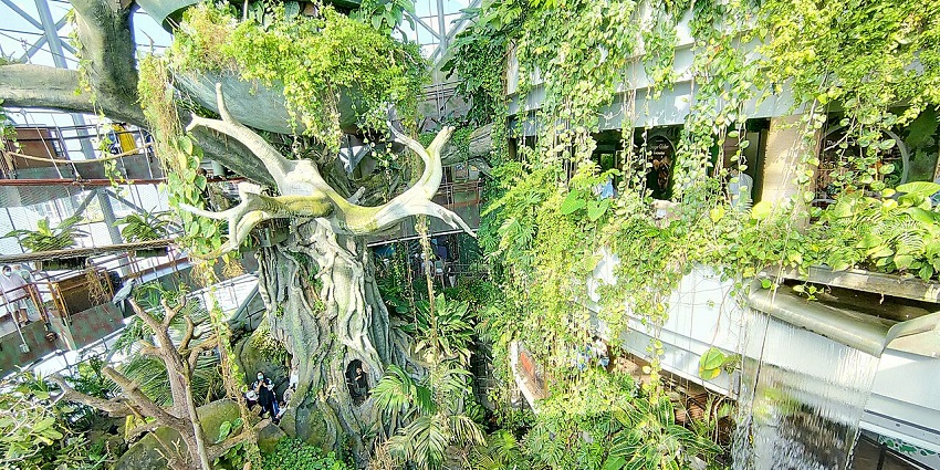 This is a picture of the Tree present inside The Green Planet