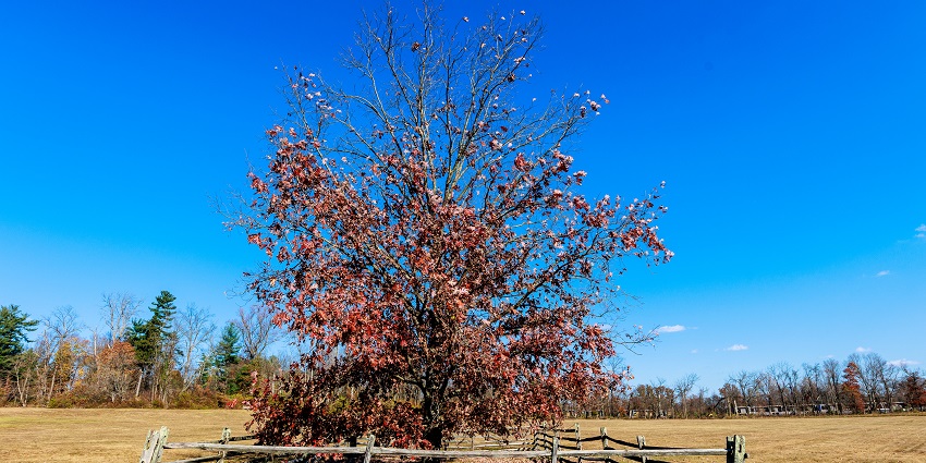 The historic Mercer Oak tree located in Princeton Battlefield State Park, New Jersey.