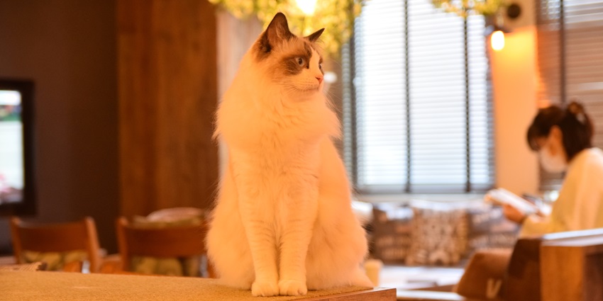 Unwind with a drink while playing with adorable cats in a café tucked in the busy cityscape.