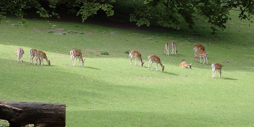 Marselisborg Deer Park in Aarhus with free-roaming deers in a peaceful forest setting.